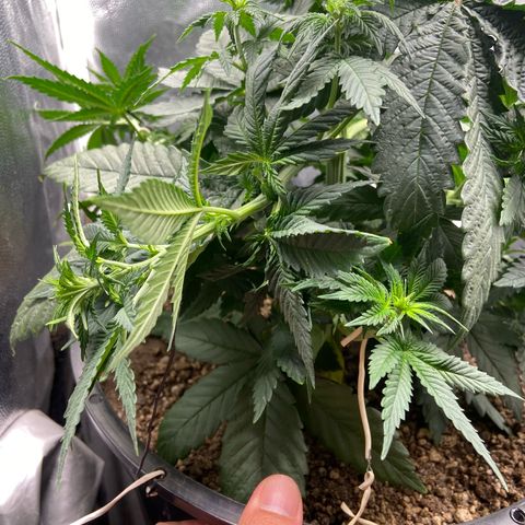 Strawberry banana Kush 🍓🍌 growlog timeline photo