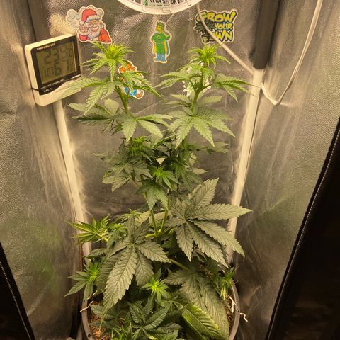 Strawberry banana Kush 🍓🍌 growlog timeline photo