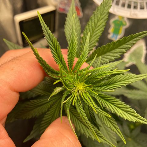 Strawberry banana Kush 🍓🍌 growlog photo: Reajuste nas amarras
Começou a pistilar, entrou na flora 