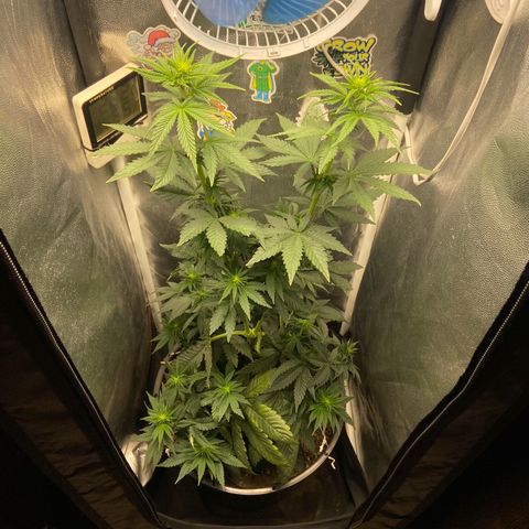 Strawberry banana Kush 🍓🍌 growlog photo: Reajuste nas amarras
Começou a pistilar, entrou na flora 