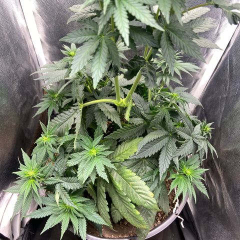 Strawberry banana Kush 🍓🍌 growlog photo: Reajuste nas amarras
Começou a pistilar, entrou na flora 