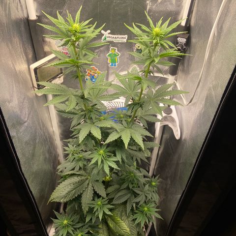 Strawberry banana Kush 🍓🍌 growlog timeline photo