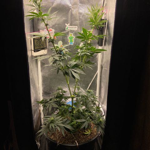 Strawberry banana Kush 🍓🍌 growlog timeline photo