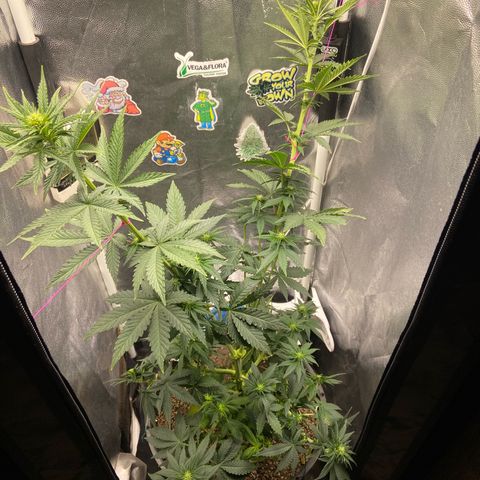 Strawberry banana Kush 🍓🍌 growlog timeline photo