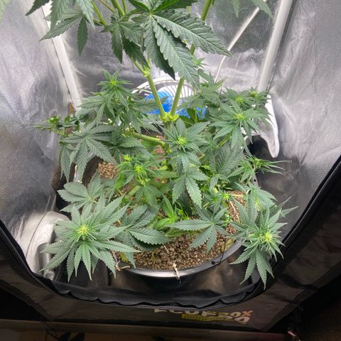 Strawberry banana Kush 🍓🍌 growlog timeline photo