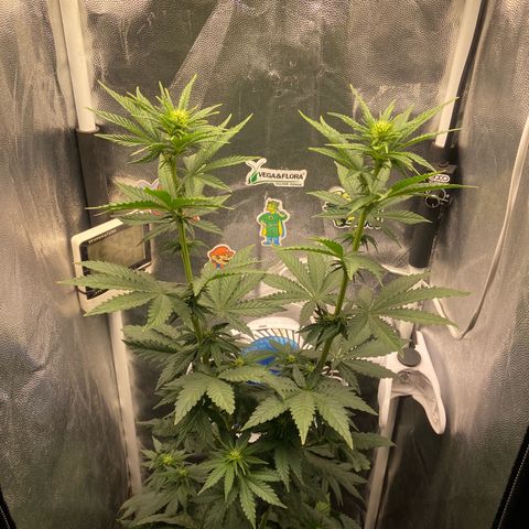 Strawberry banana Kush 🍓🍌 growlog timeline photo