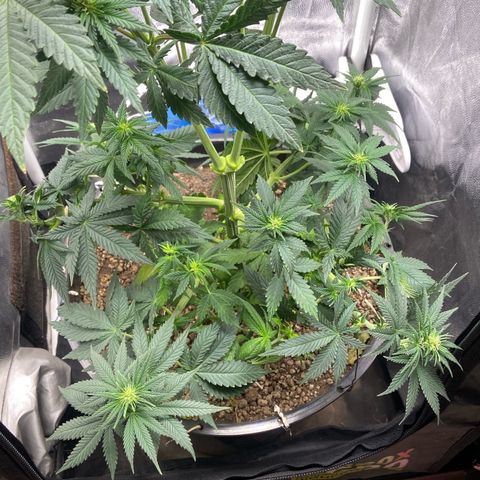 Strawberry banana Kush 🍓🍌 growlog timeline photo