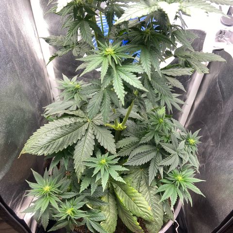 Strawberry banana Kush 🍓🍌 growlog timeline photo