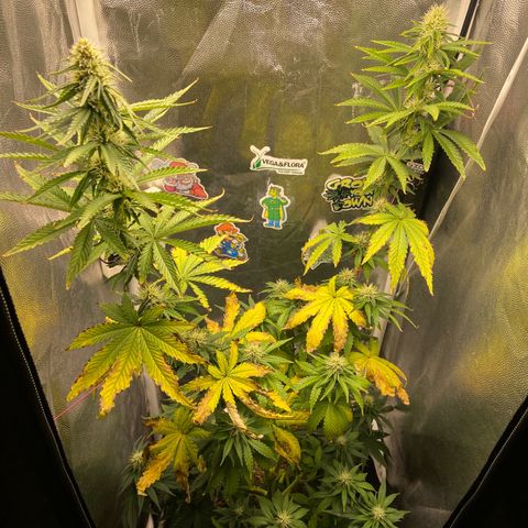 Strawberry banana Kush 🍓🍌 growlog photo: Sequei eu e demorei pra regar e verificar como estava a planta, pelo oque parece ela queimou devido ao calor do Led pois estava muito próxima, corrigi isso com LST e deixei elas afastadas de lado fora do topo do painel 