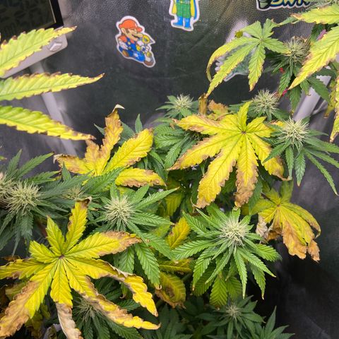 Strawberry banana Kush 🍓🍌 growlog photo: Sequei eu e demorei pra regar e verificar como estava a planta, pelo oque parece ela queimou devido ao calor do Led pois estava muito próxima, corrigi isso com LST e deixei elas afastadas de lado fora do topo do painel 