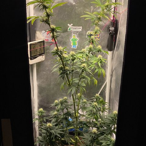 Strawberry banana Kush 🍓🍌 growlog photo: Antes e depois do LST 