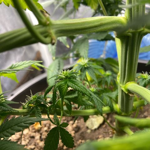 Strawberry banana Kush 🍓🍌 growlog photo: Antes e depois do LST 