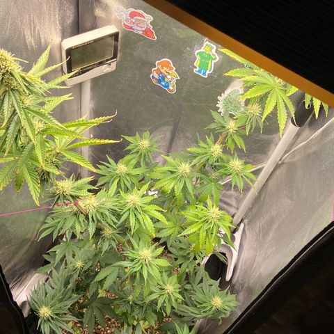 Strawberry banana Kush 🍓🍌 growlog photo: Antes e depois do LST 