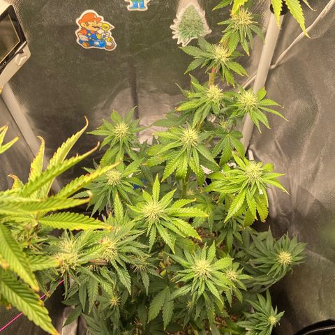 Strawberry banana Kush 🍓🍌 growlog photo: Antes e depois do LST 