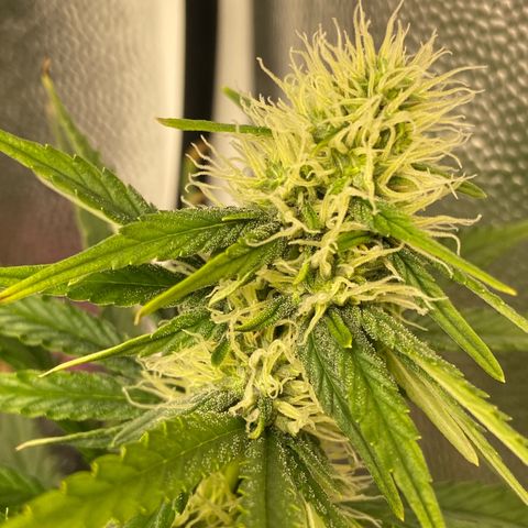 Strawberry banana Kush 🍓🍌 growlog photo: Flores já resinando 😍