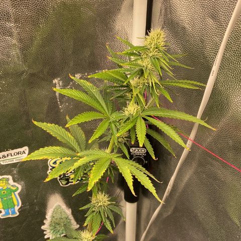 Strawberry banana Kush 🍓🍌 growlog photo: Antes e depois do LST 