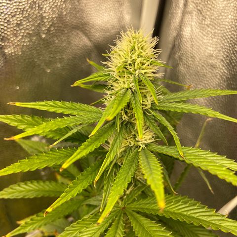 Strawberry banana Kush 🍓🍌 growlog timeline photo