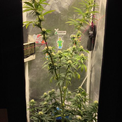 Strawberry banana Kush 🍓🍌 growlog photo: Antes e depois do LST 