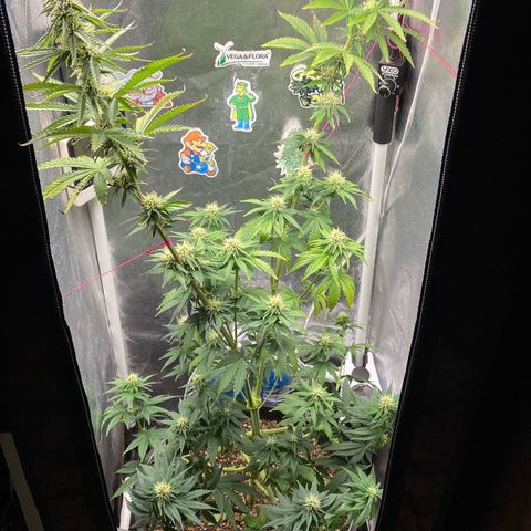 Strawberry banana Kush 🍓🍌 growlog photo: Antes e depois do LST 
