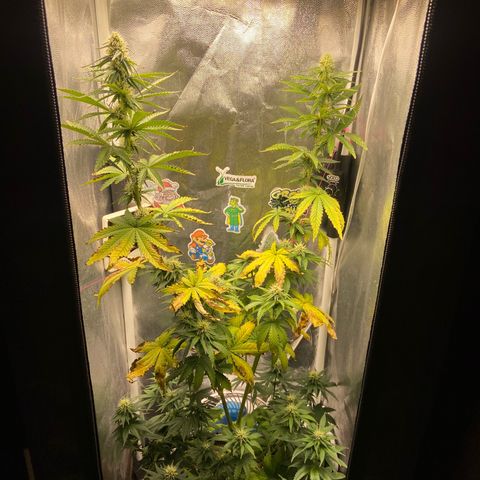 Strawberry banana Kush 🍓🍌 growlog photo: Antes e depois do LST 