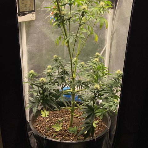 Strawberry banana Kush 🍓🍌 growlog photo: Antes e depois do LST 
