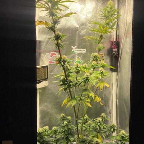 Strawberry banana Kush 🍓🍌 growlog timeline photo
