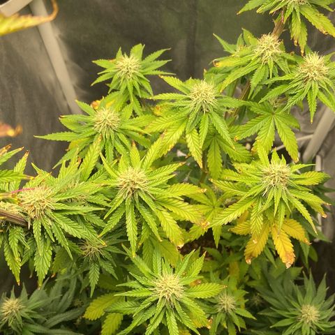 Strawberry banana Kush 🍓🍌 growlog timeline photo