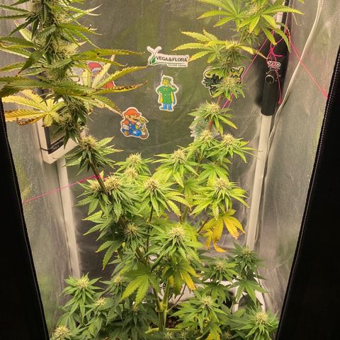 Strawberry banana Kush 🍓🍌 growlog timeline photo