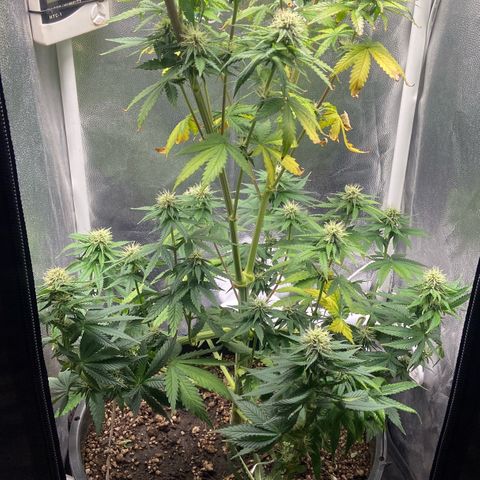 Strawberry banana Kush 🍓🍌 growlog timeline photo