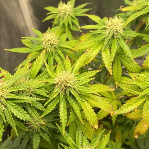Strawberry banana Kush 🍓🍌 growlog timeline photo
