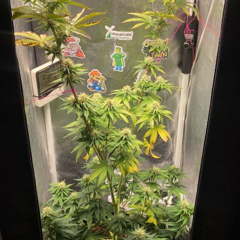 Strawberry banana Kush 🍓🍌 growlog timeline photo