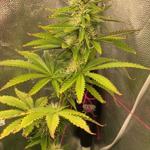 Strawberry banana Kush 🍓🍌 growlog timeline photo