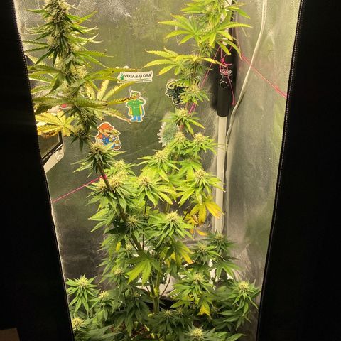 Strawberry banana Kush 🍓🍌 growlog timeline photo
