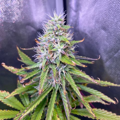 Strawberry banana Kush 🍓🍌 growlog timeline photo