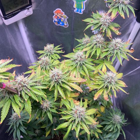 Strawberry banana Kush 🍓🍌 growlog timeline photo