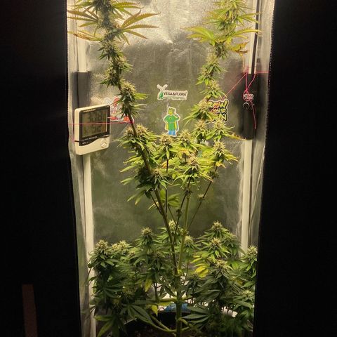 Strawberry banana Kush 🍓🍌 growlog timeline photo