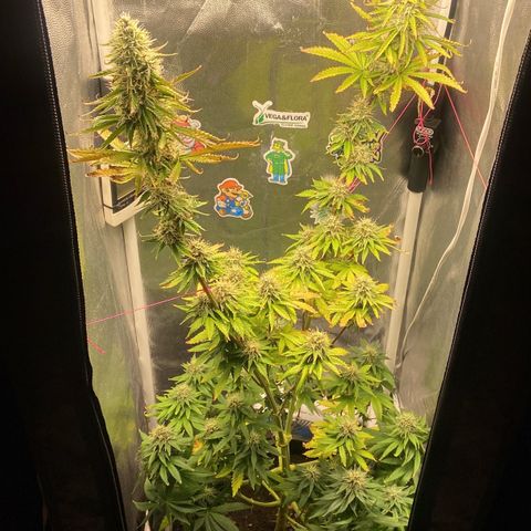 Strawberry banana Kush 🍓🍌 growlog timeline photo