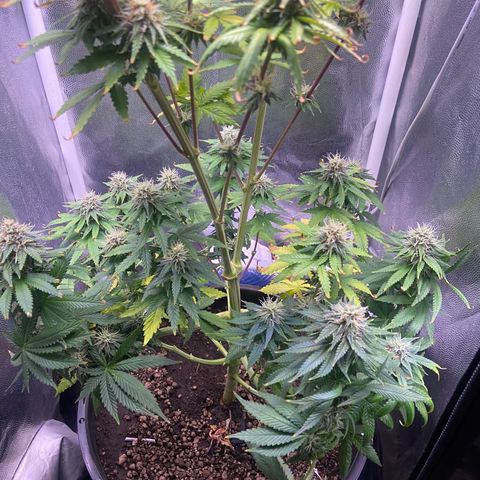 Strawberry banana Kush 🍓🍌 growlog timeline photo