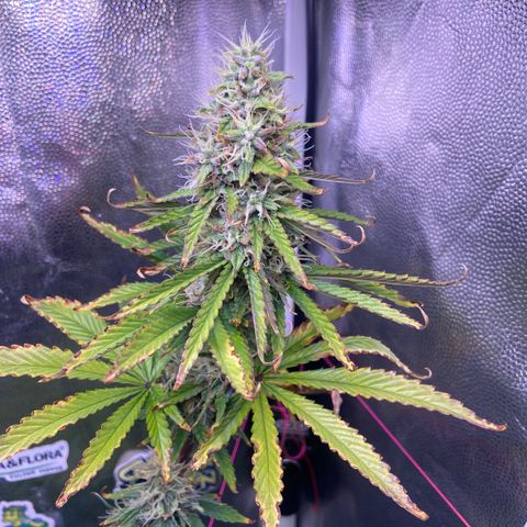 Strawberry banana Kush 🍓🍌 growlog timeline photo