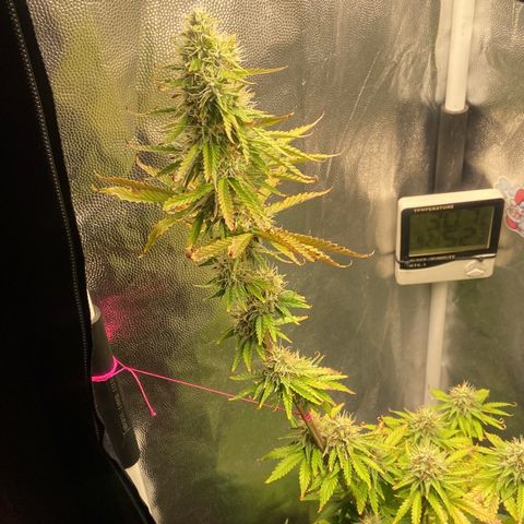 Strawberry banana Kush 🍓🍌 growlog timeline photo