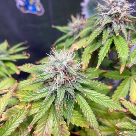 Strawberry banana Kush 🍓🍌 growlog timeline photo