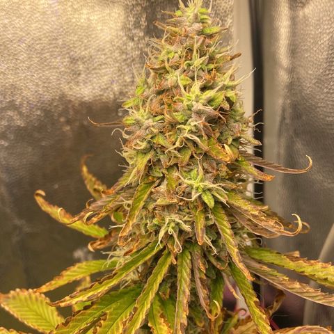 Strawberry banana Kush 🍓🍌 growlog timeline photo