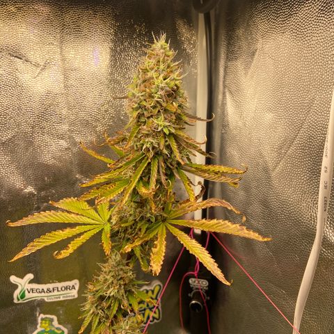 Strawberry banana Kush 🍓🍌 growlog timeline photo
