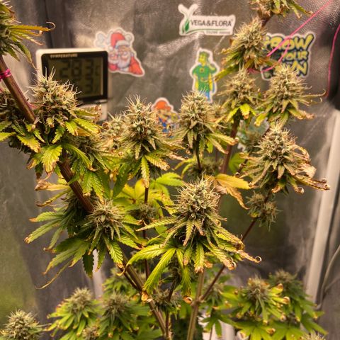 Strawberry banana Kush 🍓🍌 growlog timeline photo