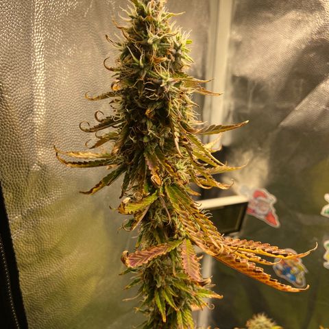 Strawberry banana Kush 🍓🍌 growlog timeline photo