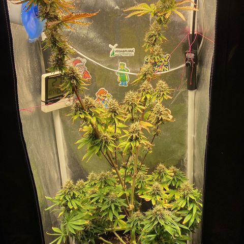 Strawberry banana Kush 🍓🍌 growlog timeline photo