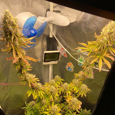 Strawberry banana Kush 🍓🍌 growlog photo: Ventilador direto nos top buds para não mofar 