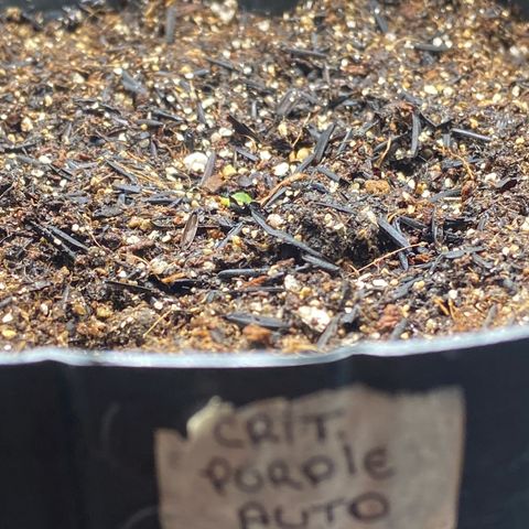 2 White Widow e 1 Critical Purple  growlog photo: 2 white Widow já deram as caras e uma crit purple tá vindo tímida a outra ainda não saiu da terra 