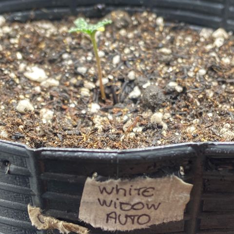 2 White Widow e 1 Critical Purple  growlog photo: As 2 white Widow se mantendo bem e a crit purple que brotou ainda tímida mas tá vindoooo
