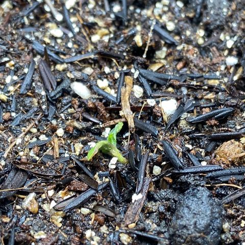 2 White Widow e 1 Critical Purple  growlog photo: As 2 white Widow se mantendo bem e a crit purple que brotou ainda tímida mas tá vindoooo
